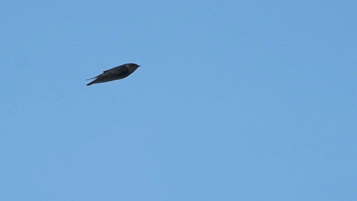 Golondrina Aserrada - ML624012687