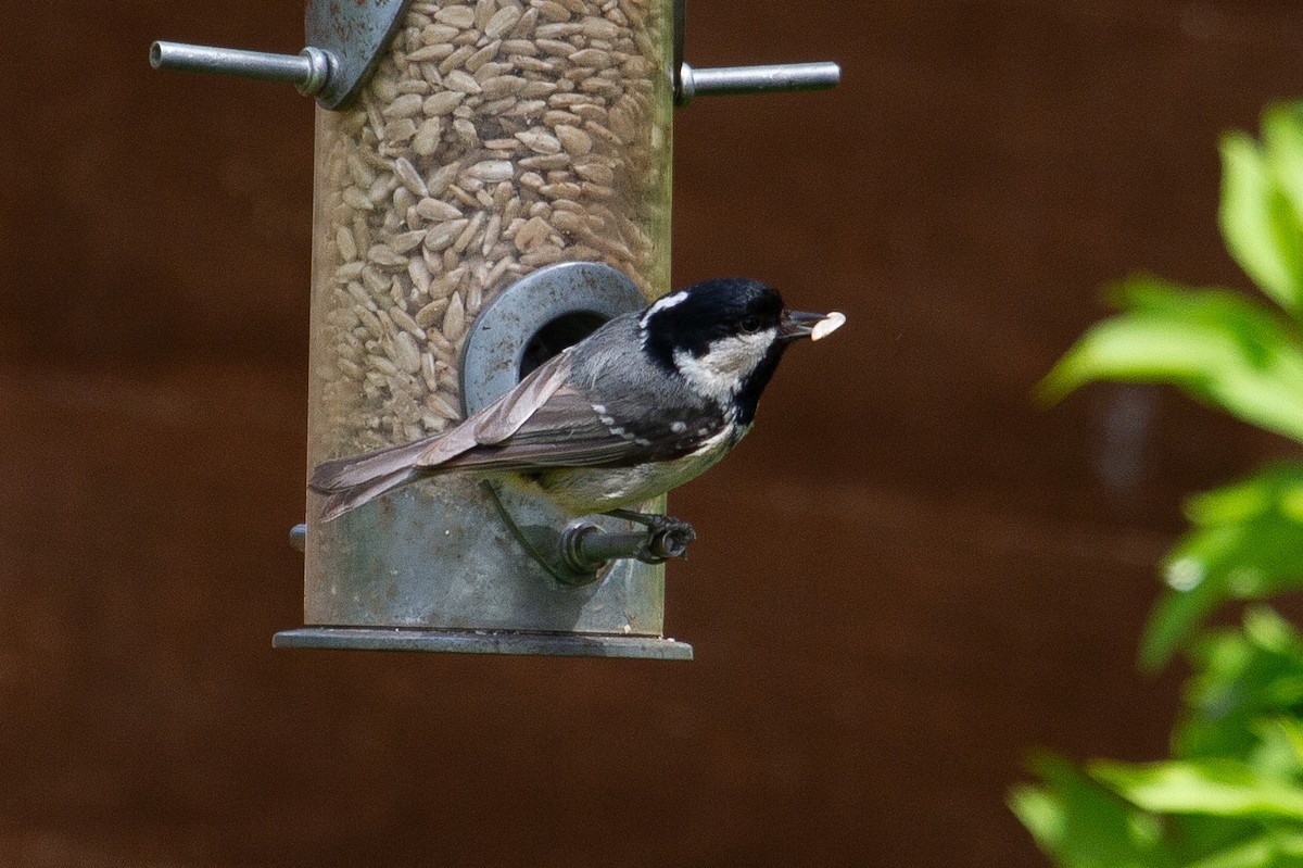 Coal Tit - Graham Smith