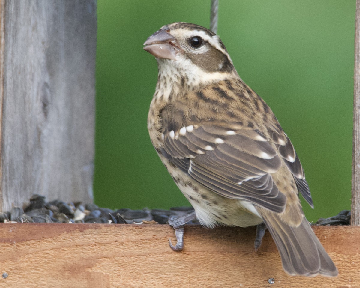 Rose-breasted Grosbeak - Larry Waddell