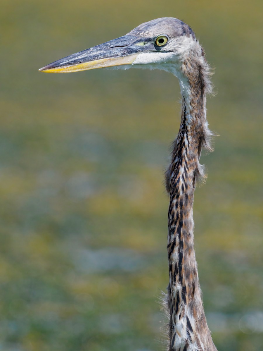 Garza Azulada - ML624012749