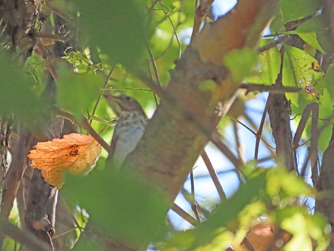 Swainson's Thrush (Olive-backed) - ML624012751