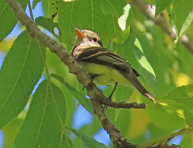 Empidonax sp. - ML624012771