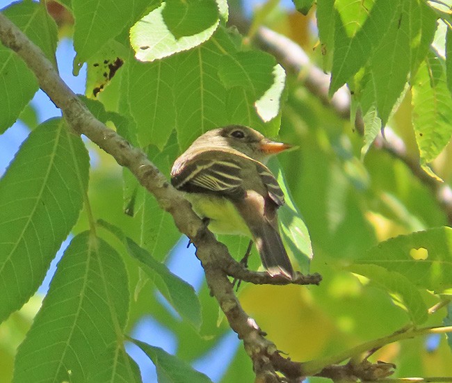 Empidonax sp. - ML624012774