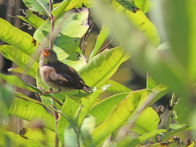 House Wren (Northern) - ML624012817