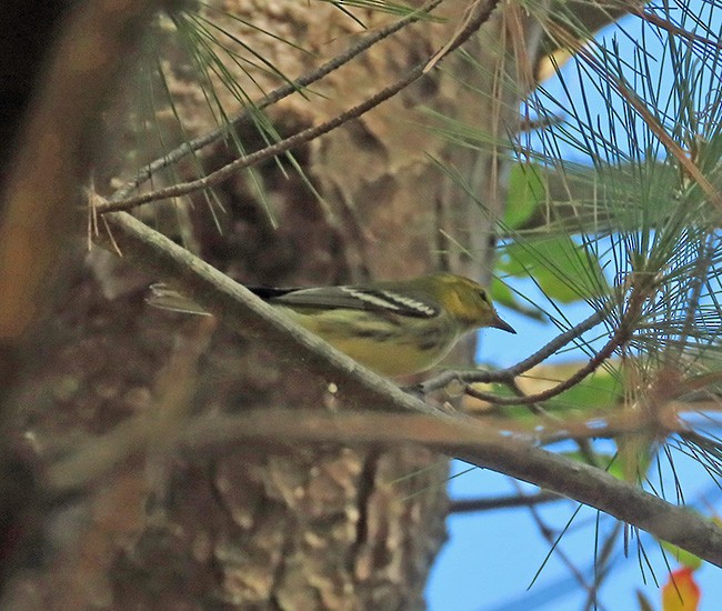 Black-throated Green Warbler - ML624012836