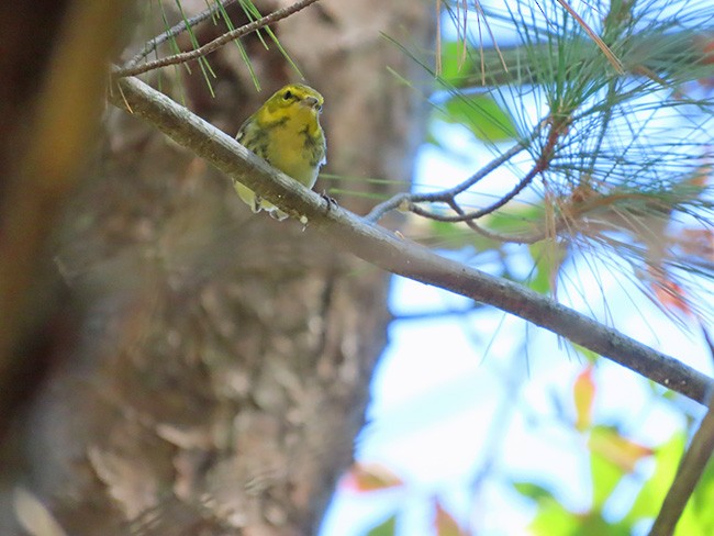 Black-throated Green Warbler - ML624012845