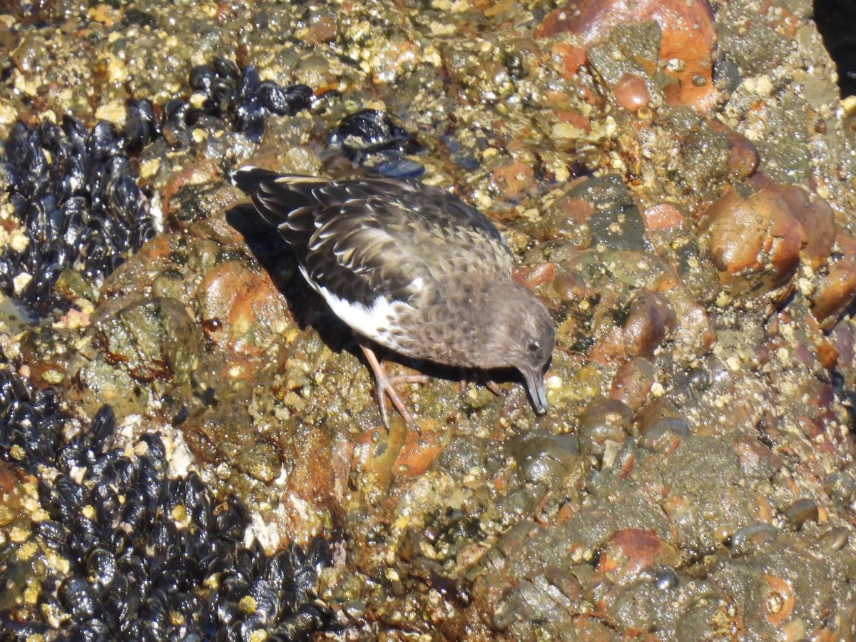 Black Turnstone - ML624012857