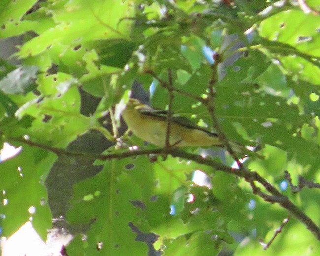 Bay-breasted Warbler - ML624012883