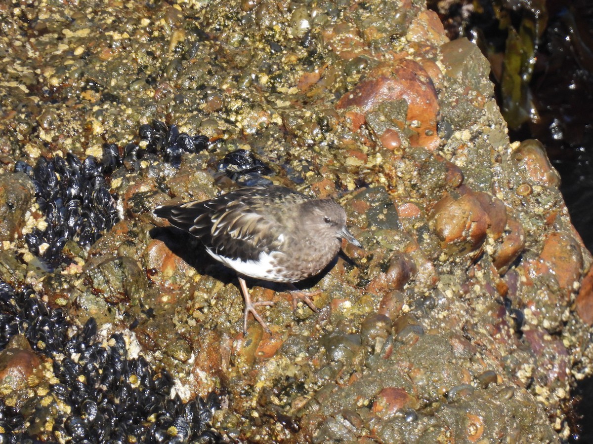 Black Turnstone - ML624012885