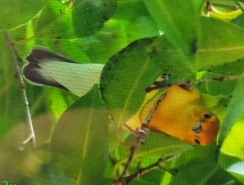 Prothonotary Warbler - ML624012886