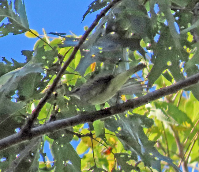 Red-eyed Vireo - ML624012892