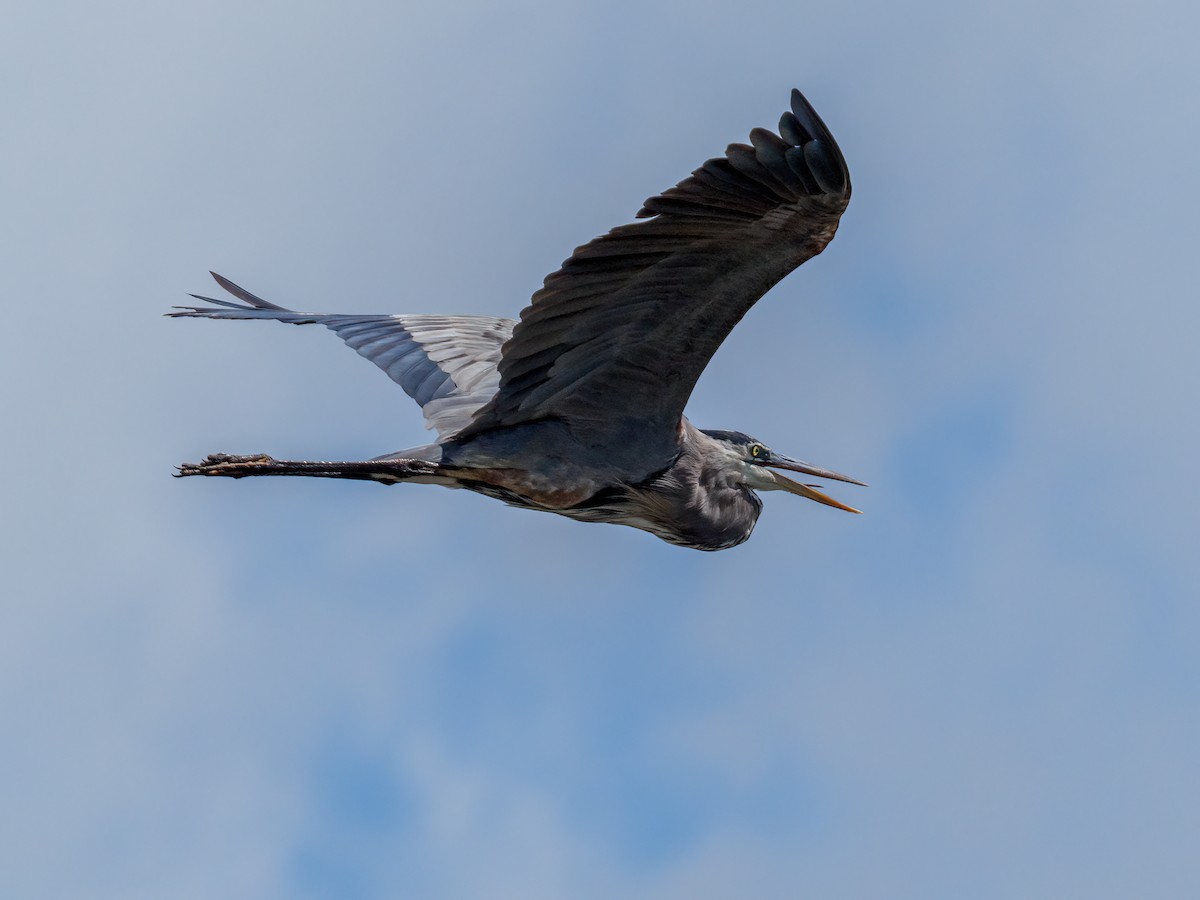 Garza Azulada - ML624012893