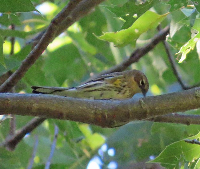 Пісняр-лісовик жовтогузий (підвид coronata) - ML624012905