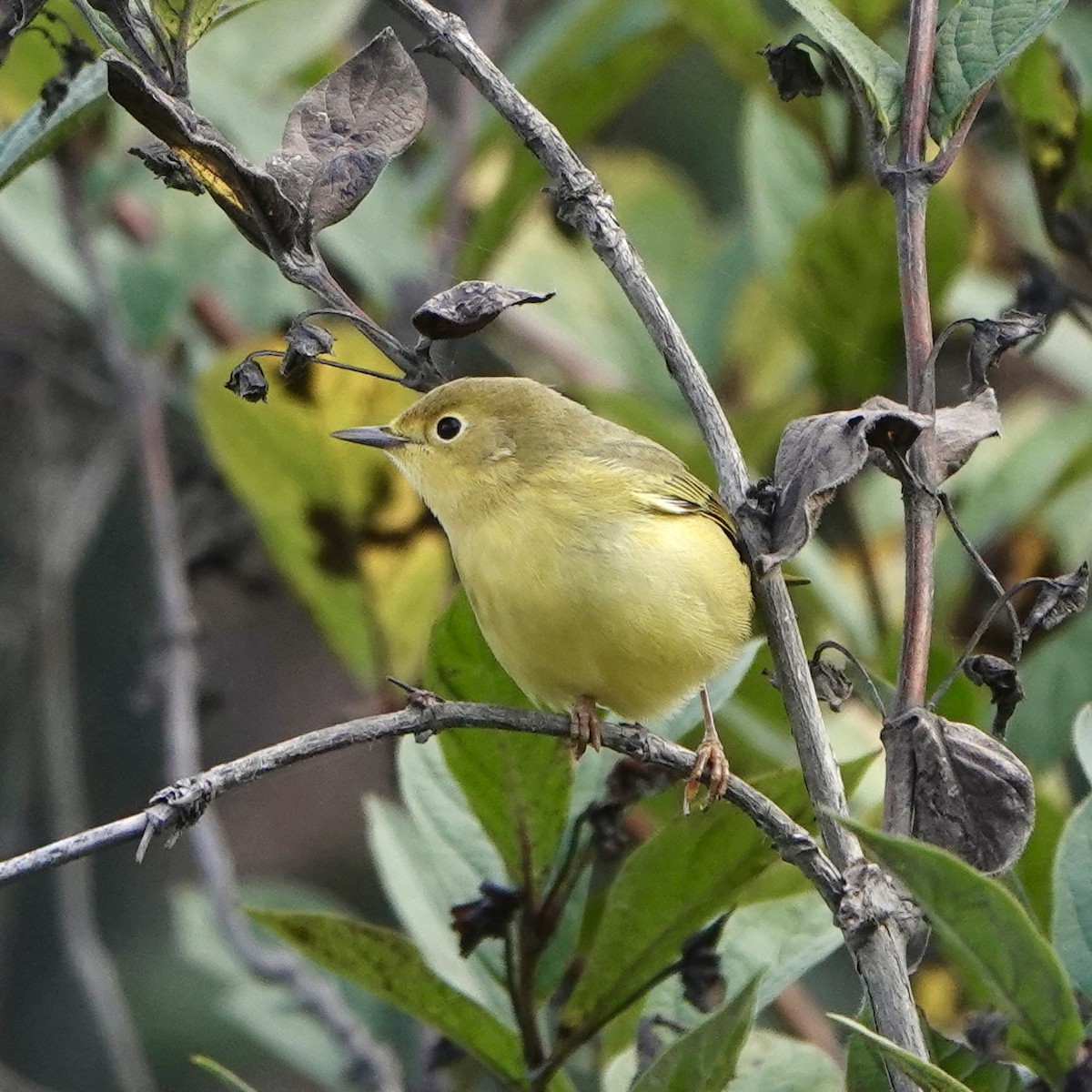 Yellow Warbler (Northern) - Jordan Gunn