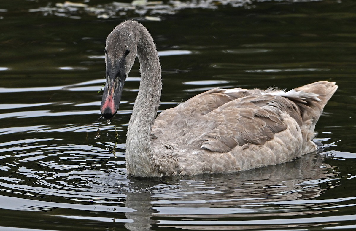 Mute x Trumpeter Swan (hybrid) - Paul Nale