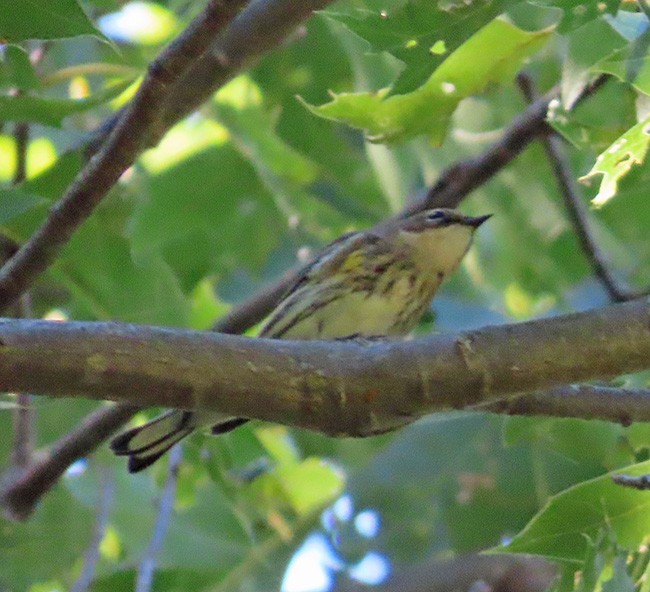 Пісняр-лісовик жовтогузий (підвид coronata) - ML624012919