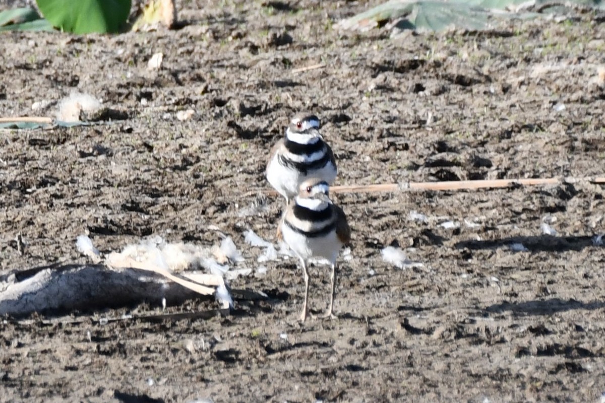 Killdeer - Carmen Ricer