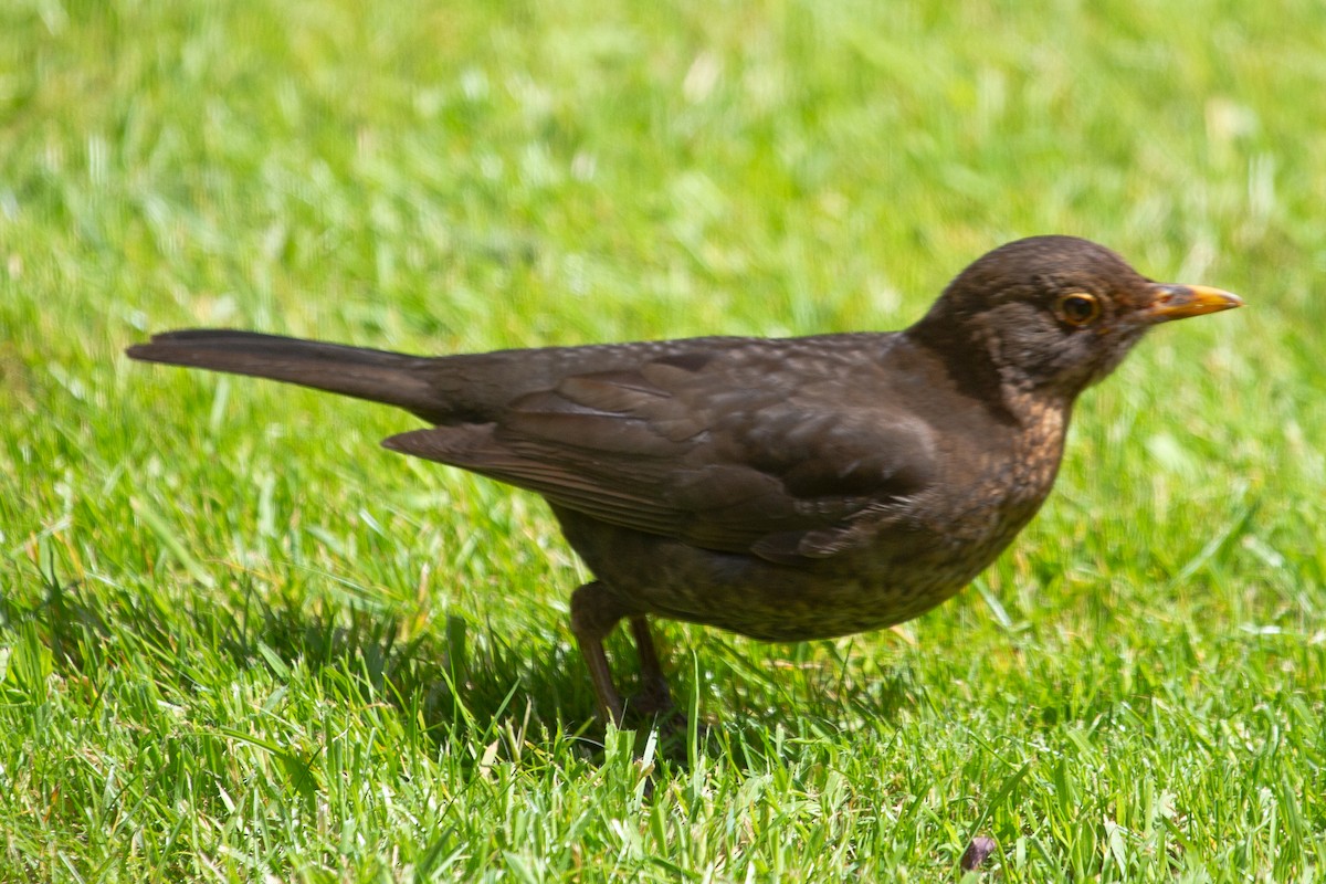 Eurasian Blackbird - ML624012957