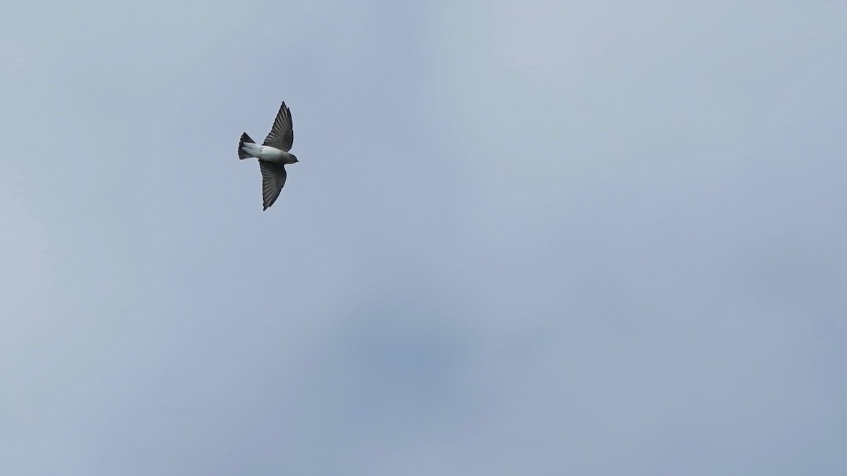 Golondrina Aserrada - ML624012958