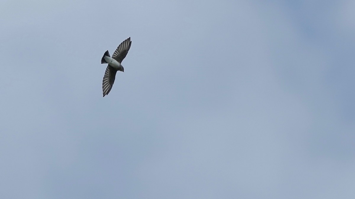 Golondrina Aserrada - ML624012959