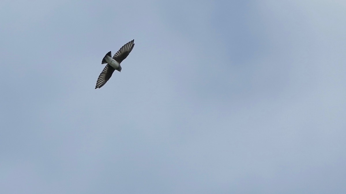 Golondrina Aserrada - ML624012961