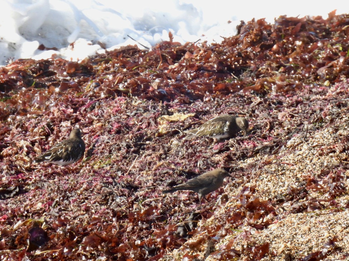 Black Turnstone - ML624012968