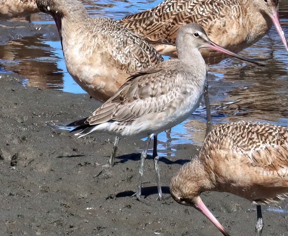 Hudsonian Godwit - Charlotte Byers