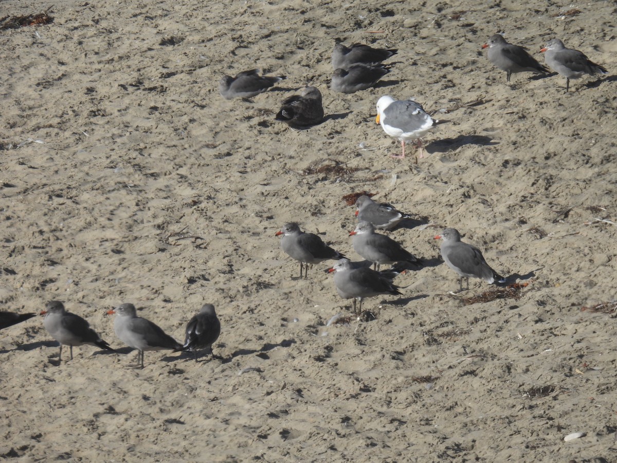 Heermann's Gull - ML624012987