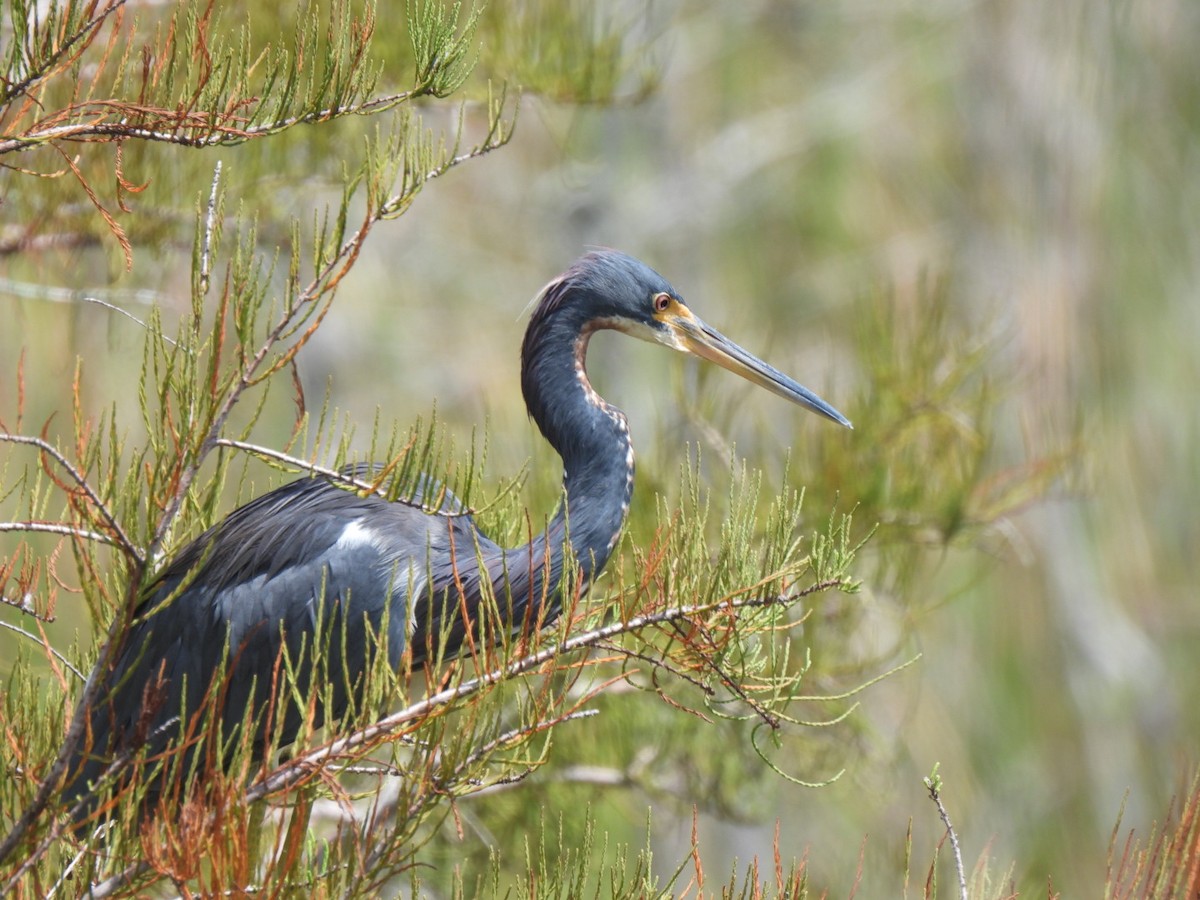 Tricolored Heron - Peggy Gierhart