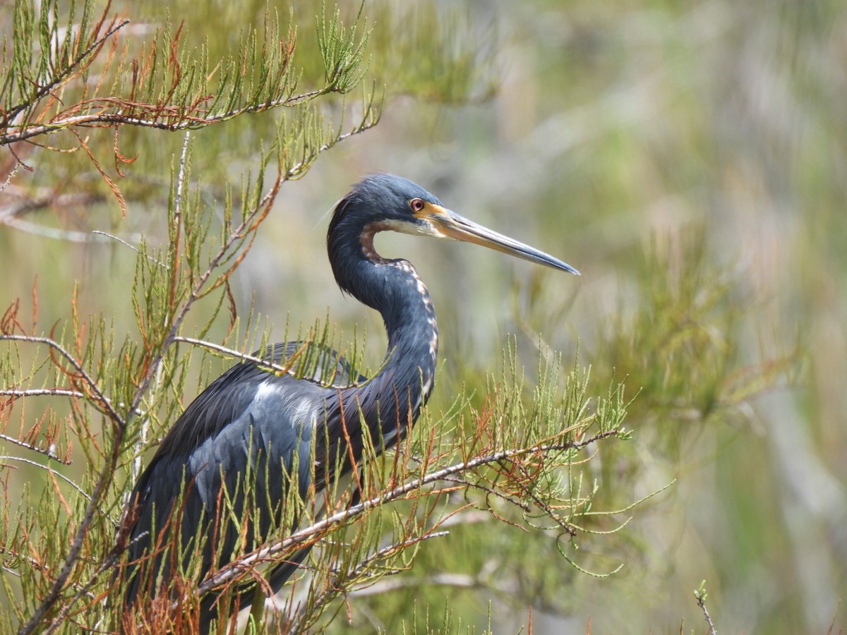 Tricolored Heron - ML624013017