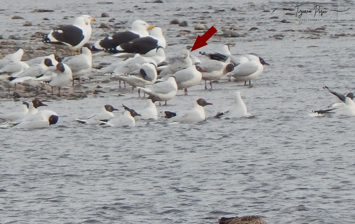 Gray-hooded Gull - ML624013040