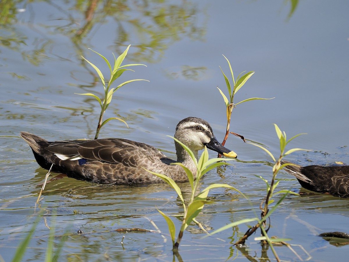 Eastern Spot-billed Duck - ML624013044