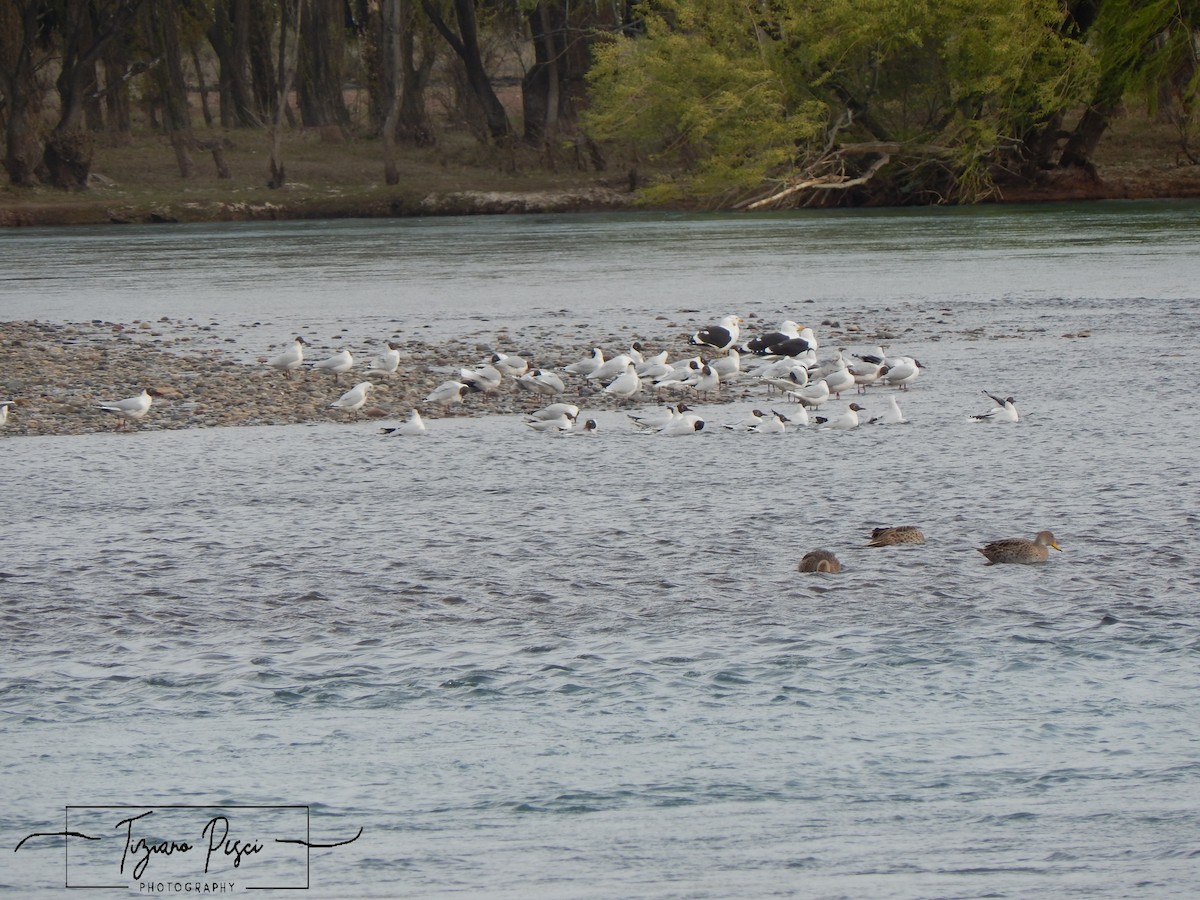 Gray-hooded Gull - ML624013049