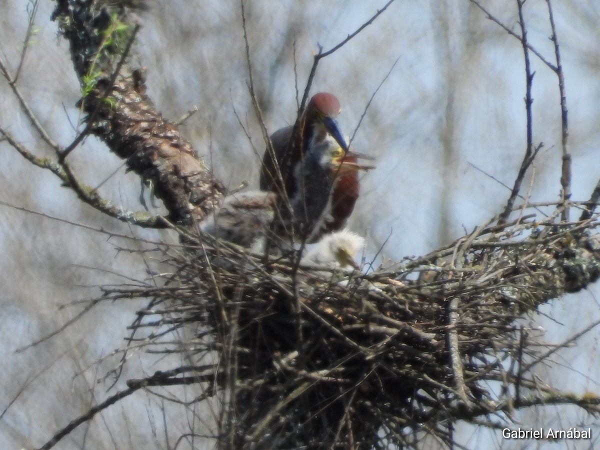 Rufescent Tiger-Heron - ML624013050