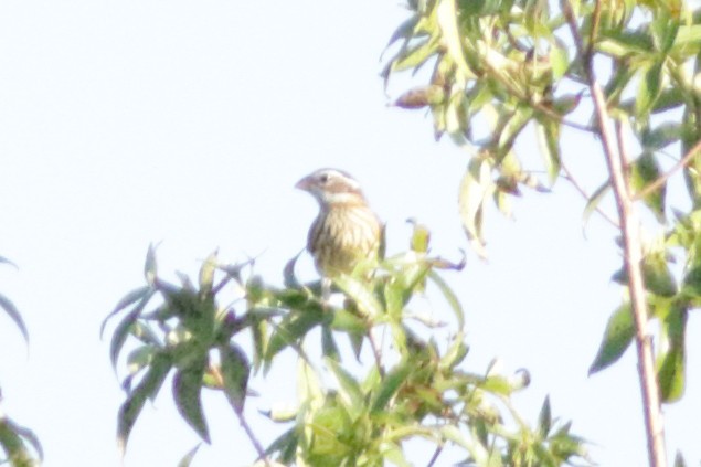 Rose-breasted Grosbeak - ML624013051