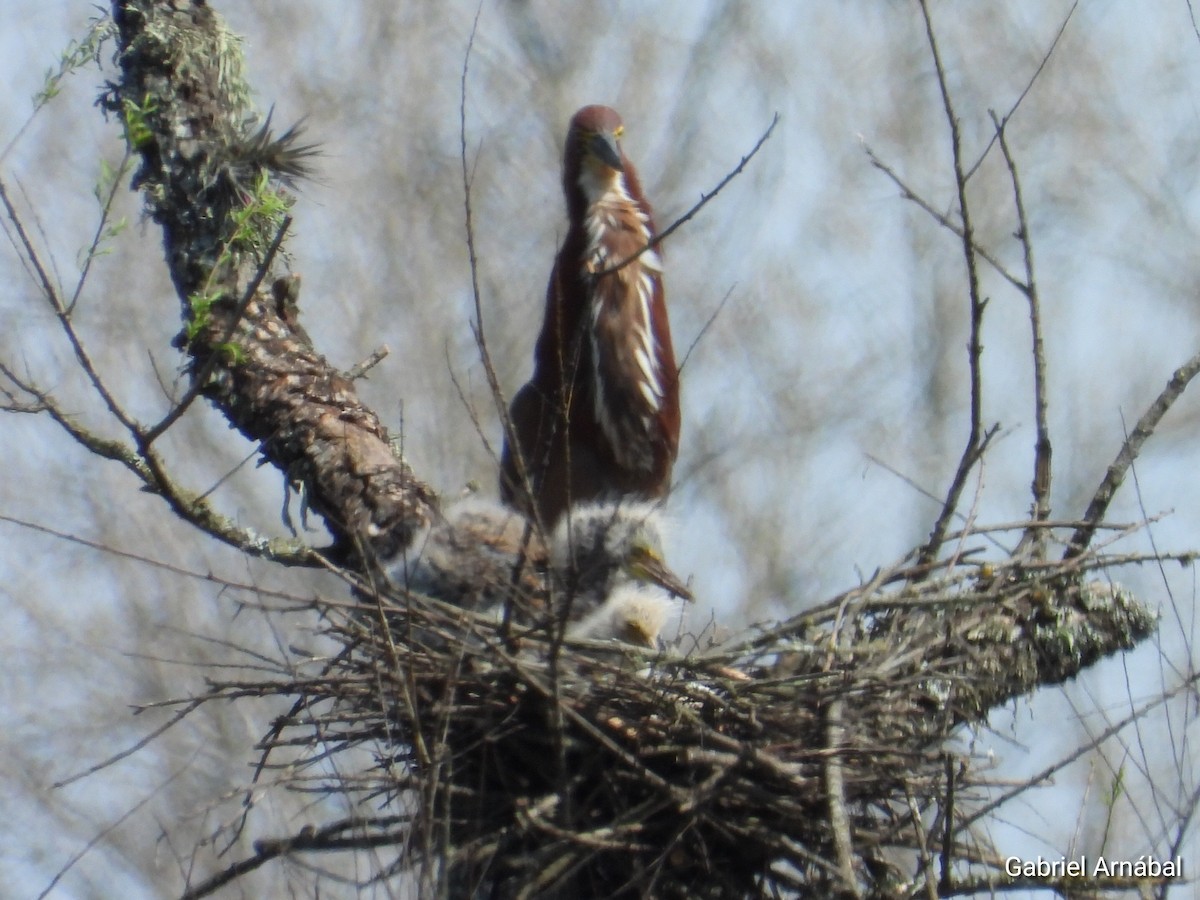 Rufescent Tiger-Heron - ML624013052