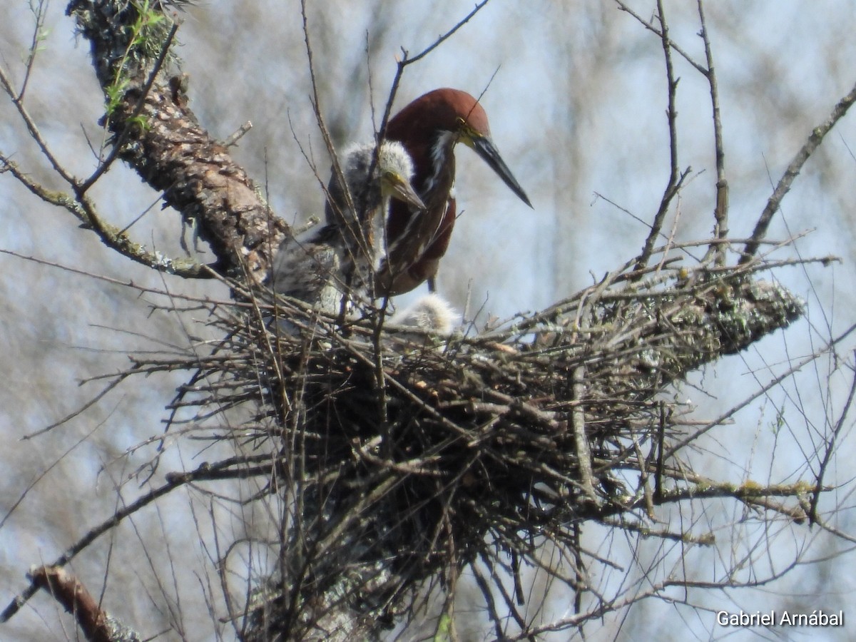 Rufescent Tiger-Heron - ML624013053