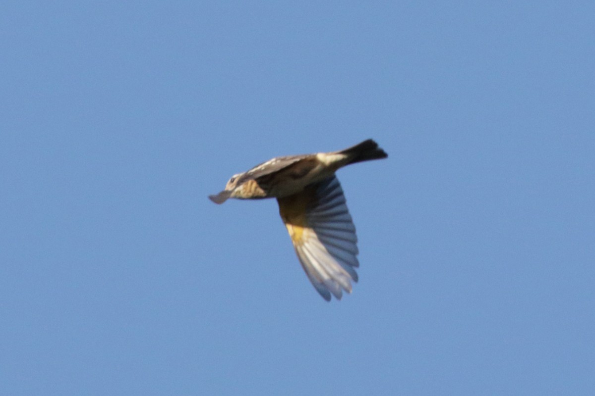 Rose-breasted Grosbeak - ML624013055