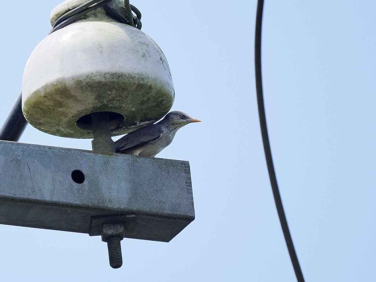 Chestnut-tailed Starling - ML624013087