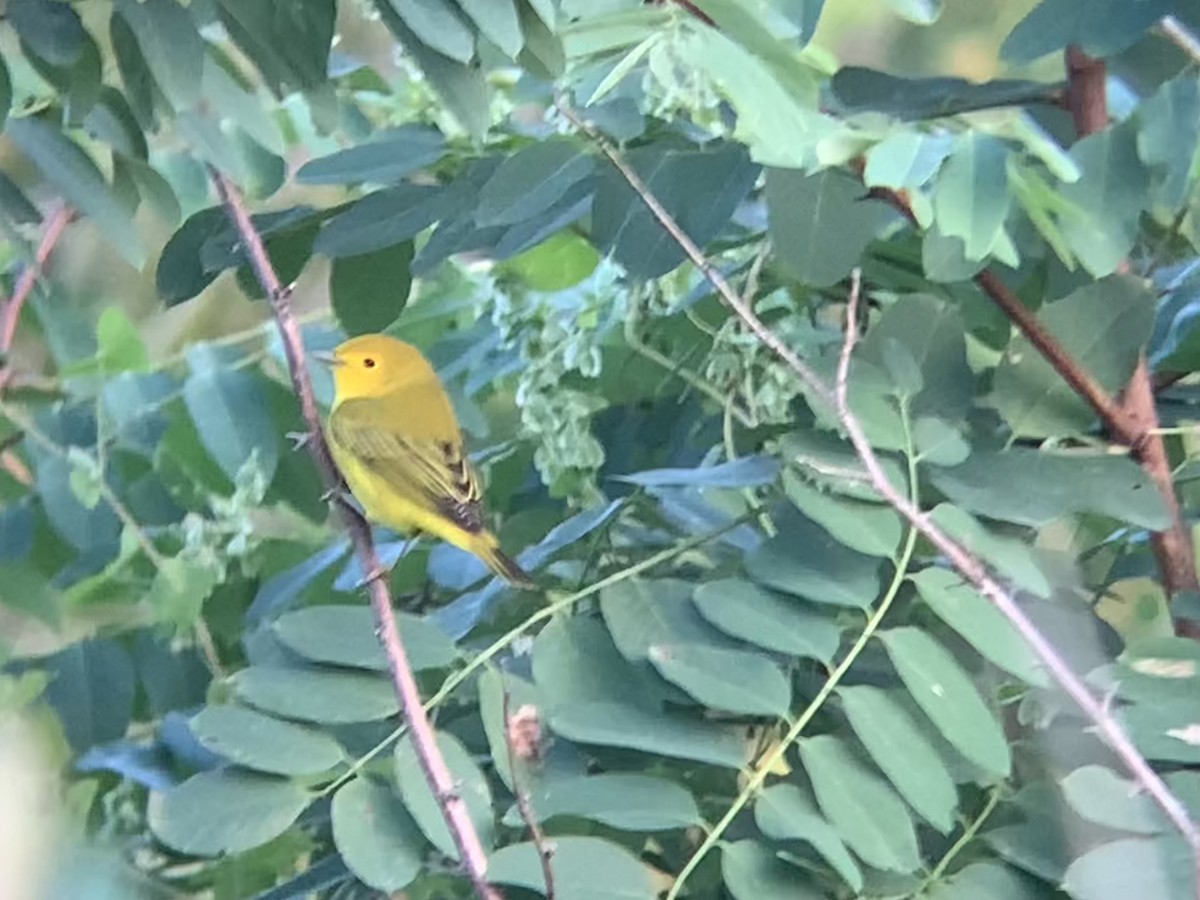 Yellow Warbler - ML624013090