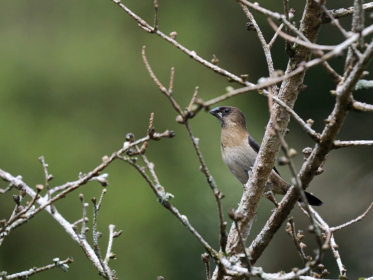 White-rumped Munia - ML624013091