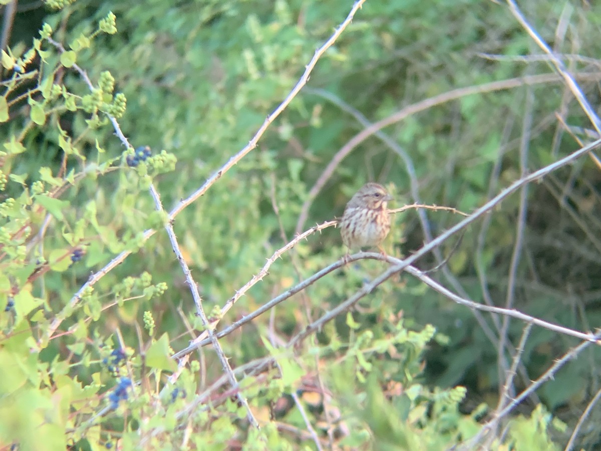 Song Sparrow - ML624013097