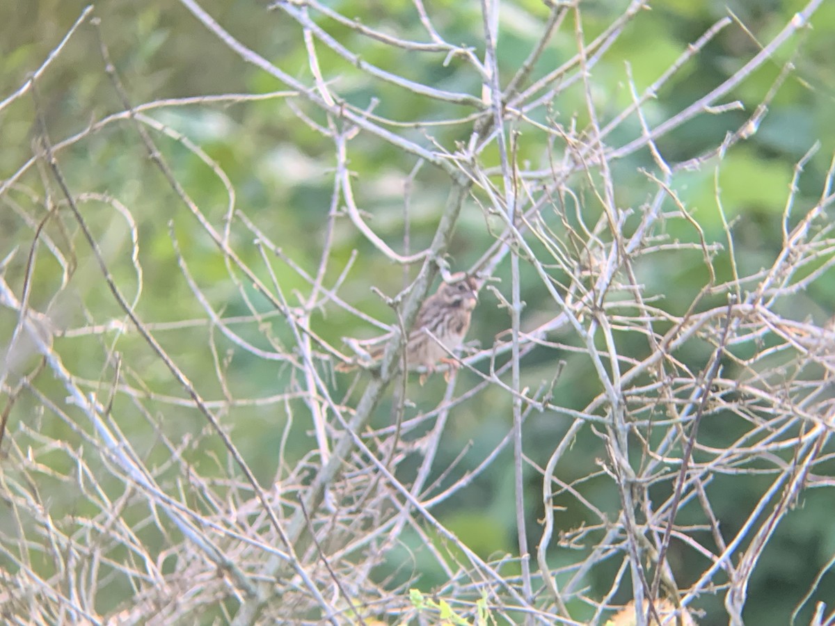 Song Sparrow - ML624013098