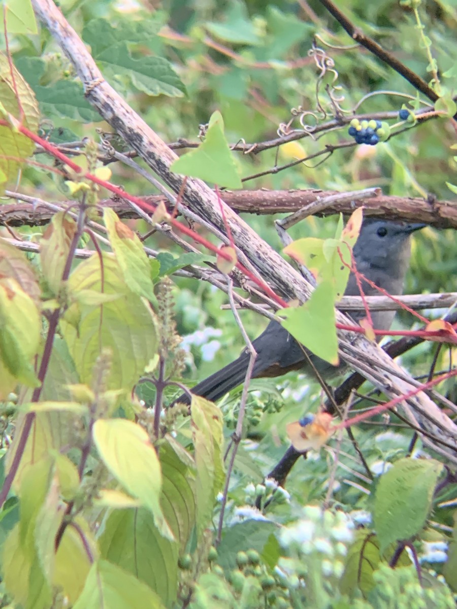 Gray Catbird - ML624013103