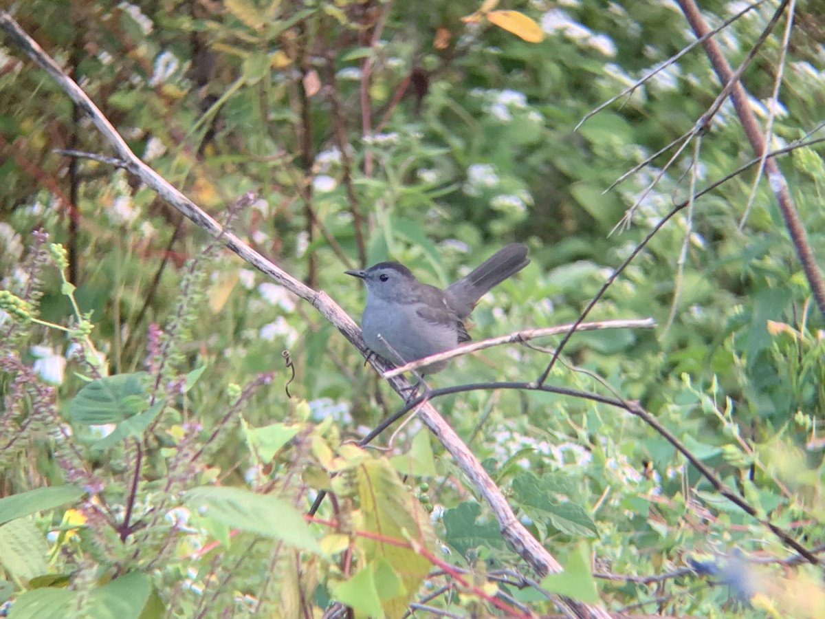 Gray Catbird - ML624013104