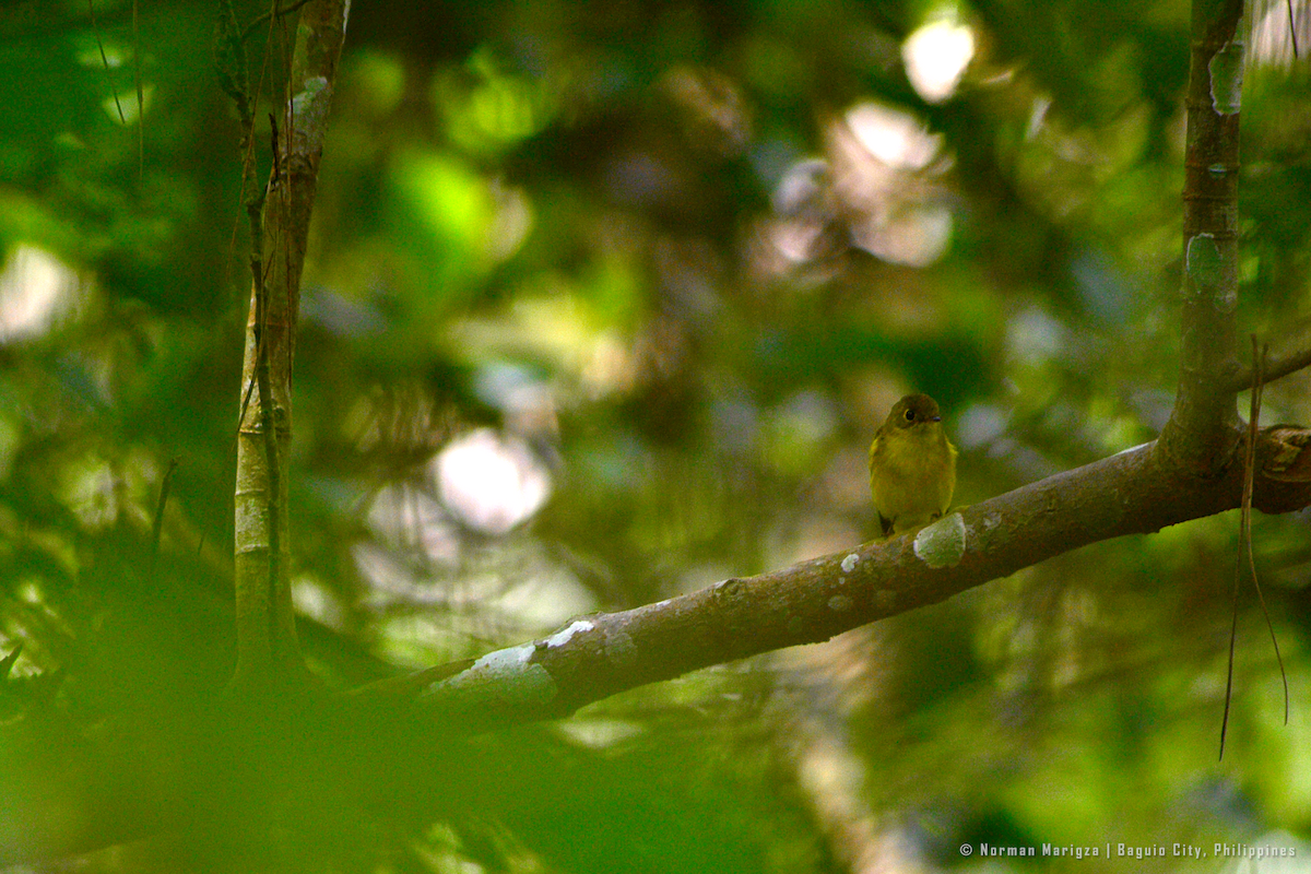 Gobemoustique canari - ML624013107