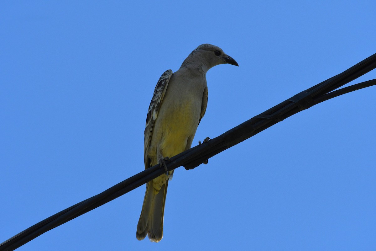 Great Bowerbird - Scott Gruwell