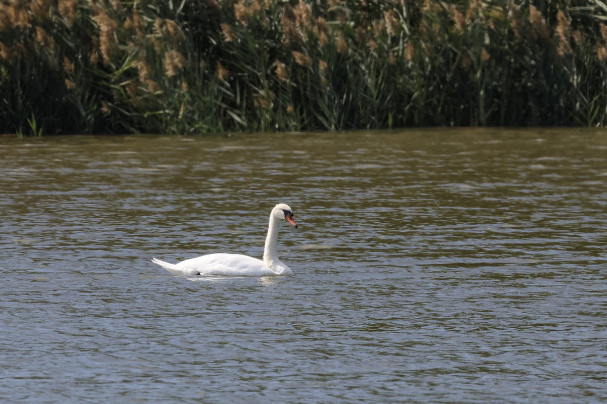 Cygne tuberculé - ML624013114