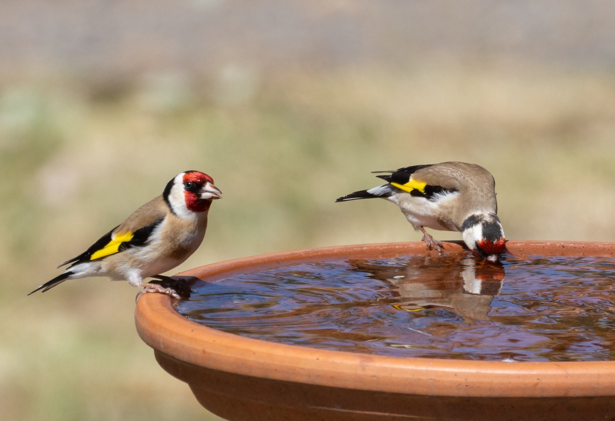 European Goldfinch - shorty w