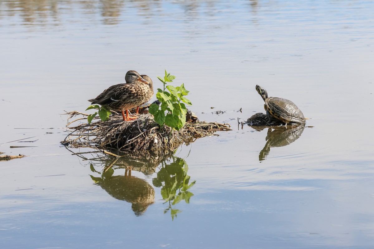 Mallard - ML624013117